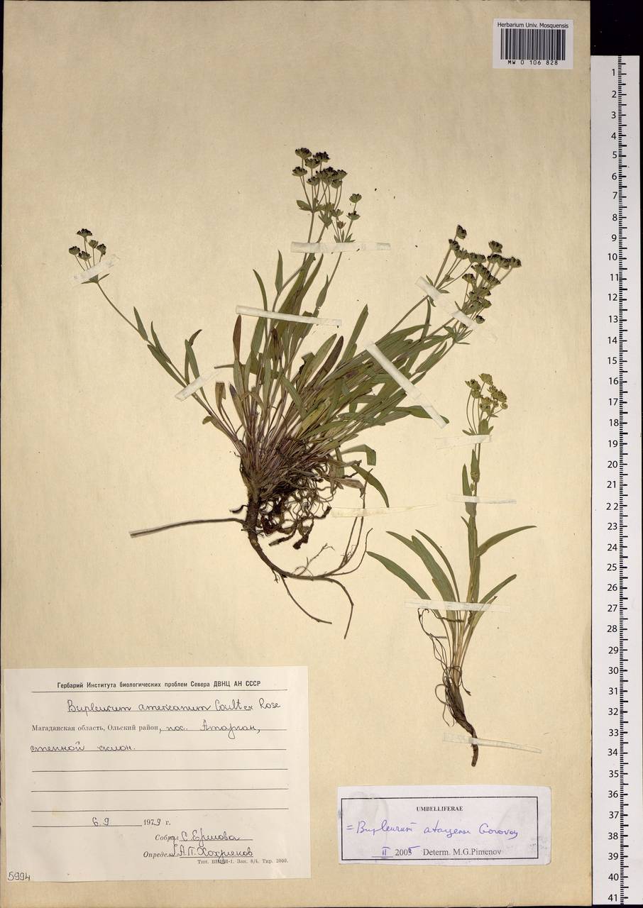 Bupleurum atargense Gorovoj, Siberia, Chukotka & Kamchatka (S7) (Russia)