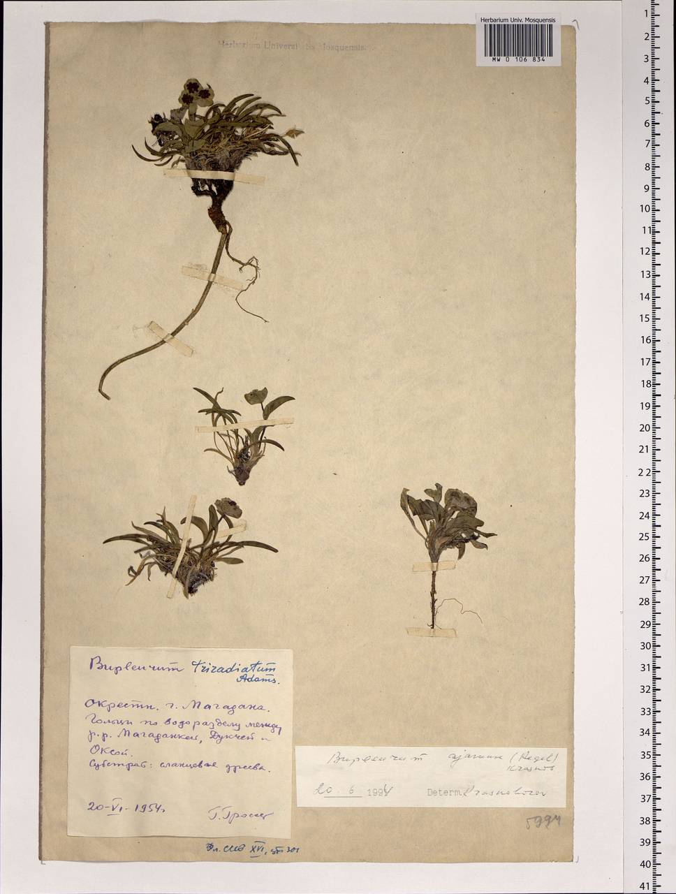 Bupleurum triradiatum Adams ex Hoffm., Siberia, Chukotka & Kamchatka (S7) (Russia)