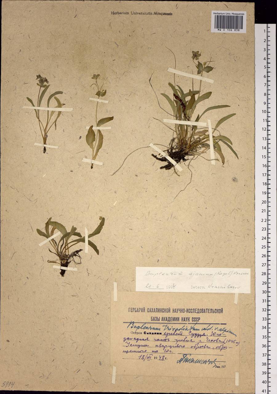 Bupleurum americanum J. M. Coult. & Rose, Siberia, Russian Far East (S6) (Russia)