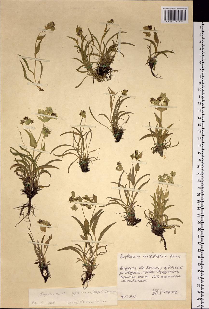 Bupleurum triradiatum Adams ex Hoffm., Siberia, Russian Far East (S6) (Russia)