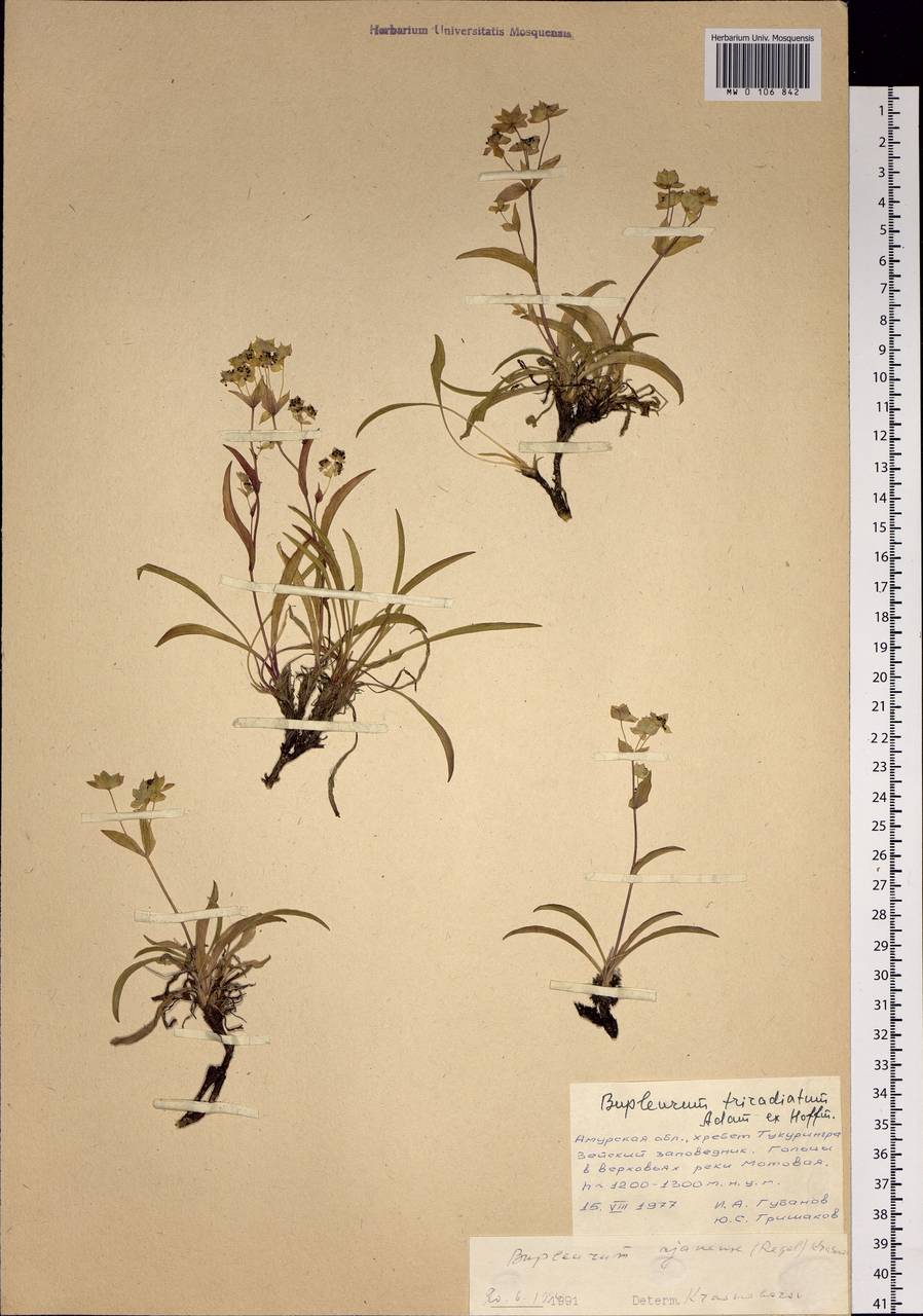 Bupleurum triradiatum Adams ex Hoffm., Siberia, Russian Far East (S6) (Russia)
