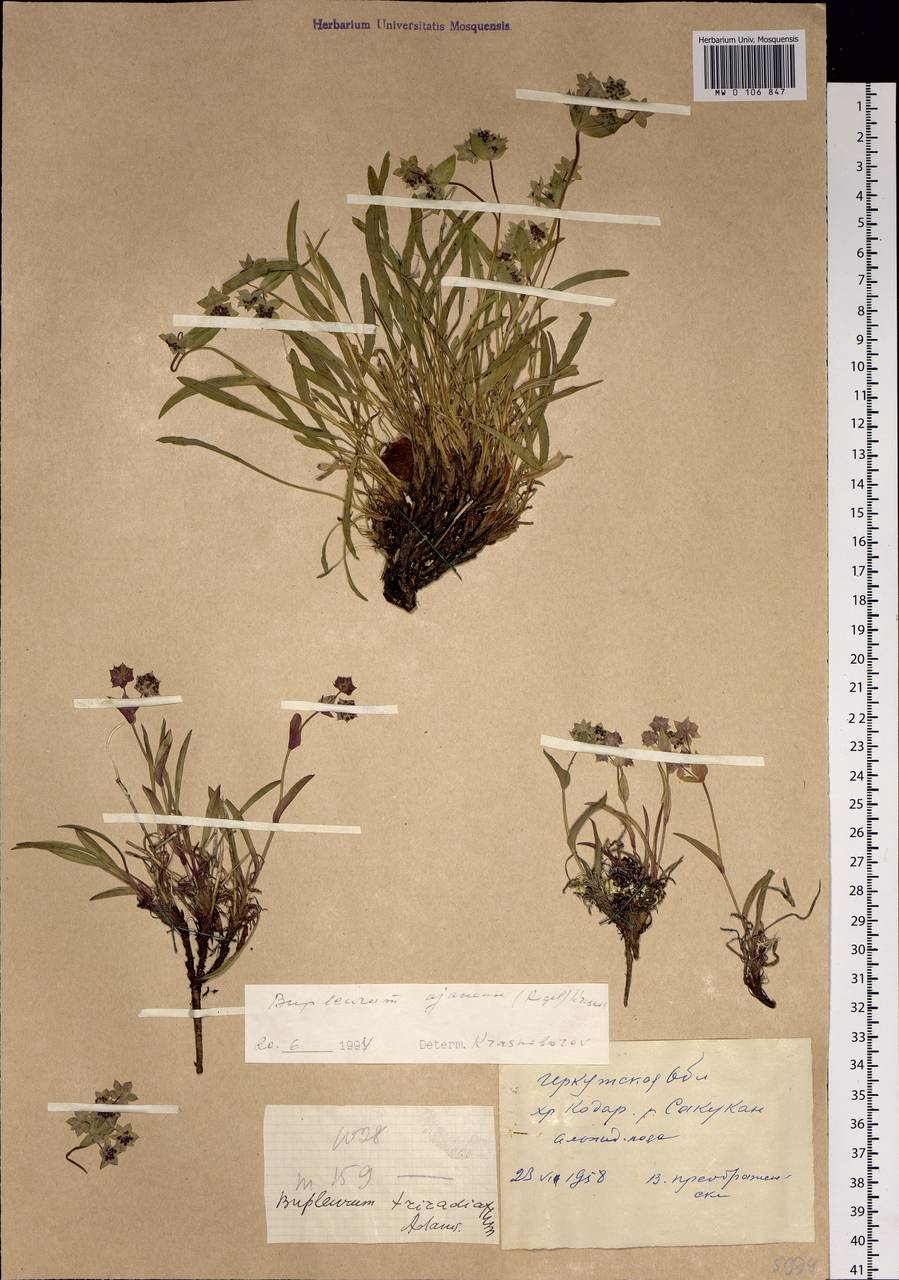 Bupleurum triradiatum Adams ex Hoffm., Siberia, Baikal & Transbaikal region (S4) (Russia)