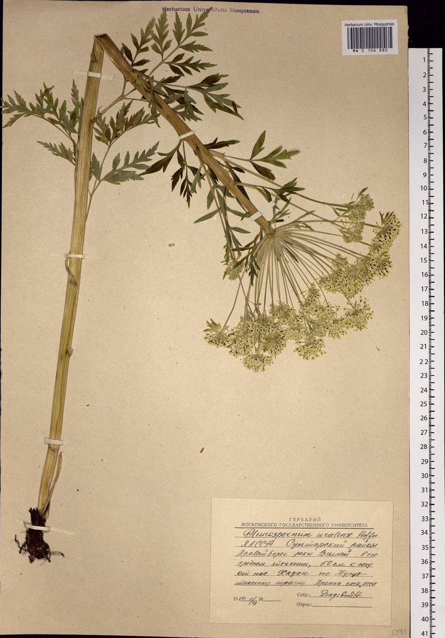 Pleurospermum uralense Hoffm., Siberia, Yakutia (S5) (Russia)