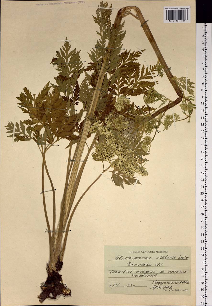 Pleurospermum uralense Hoffm., Siberia, Baikal & Transbaikal region (S4) (Russia)