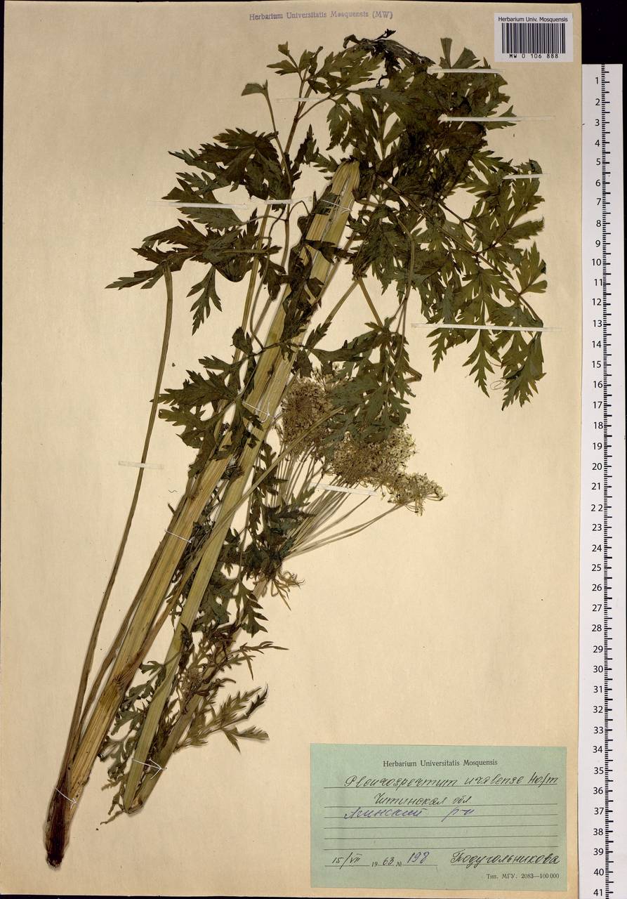 Pleurospermum uralense Hoffm., Siberia, Baikal & Transbaikal region (S4) (Russia)