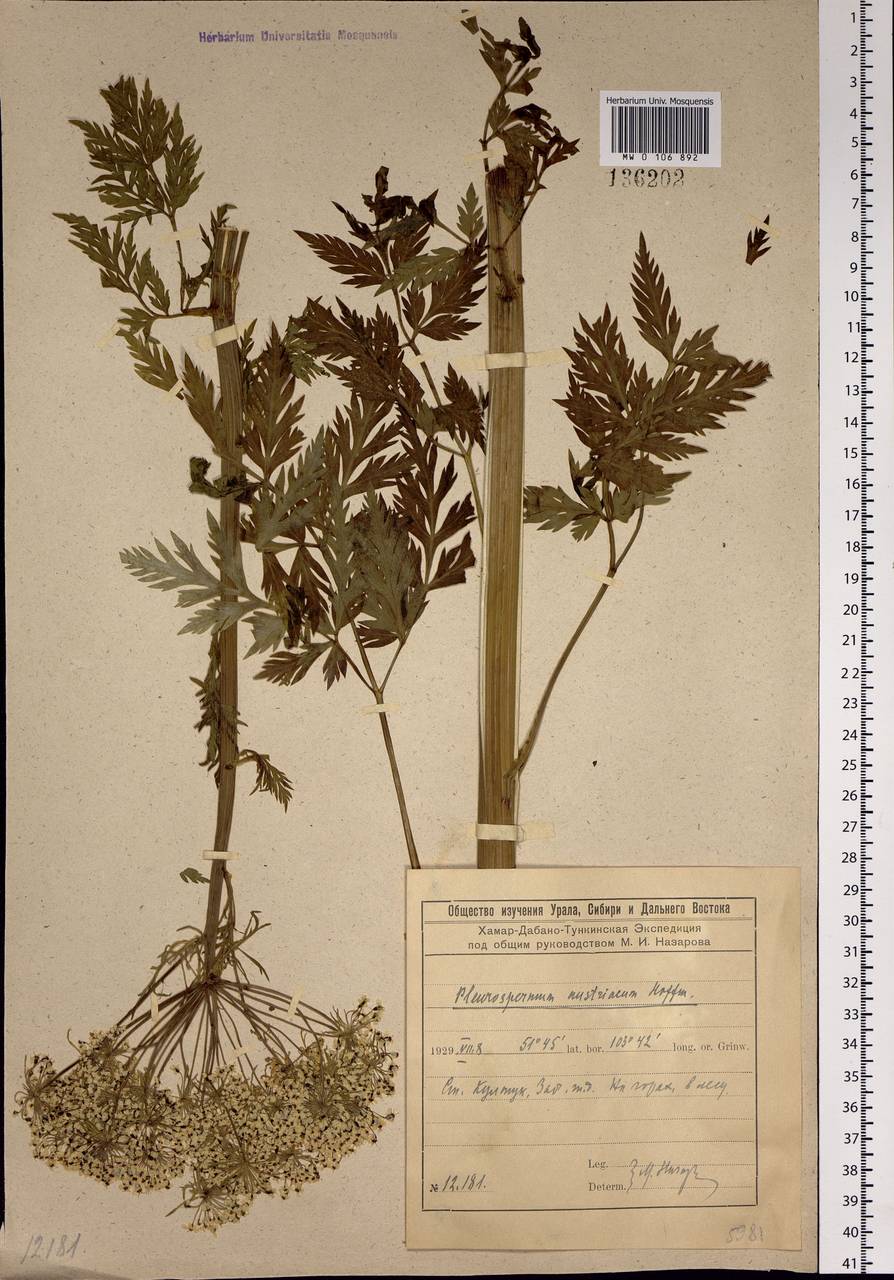 Pleurospermum uralense Hoffm., Siberia, Baikal & Transbaikal region (S4) (Russia)