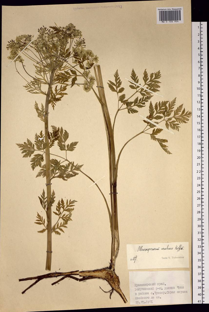 Pleurospermum uralense Hoffm., Siberia, Central Siberia (S3) (Russia)