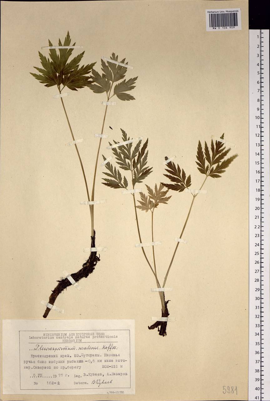 Pleurospermum uralense Hoffm., Siberia, Central Siberia (S3) (Russia)