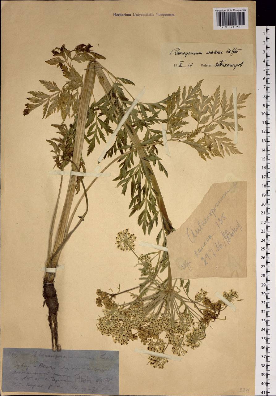Pleurospermum uralense Hoffm., Siberia, Western (Kazakhstan) Altai Mountains (S2a) (Kazakhstan)