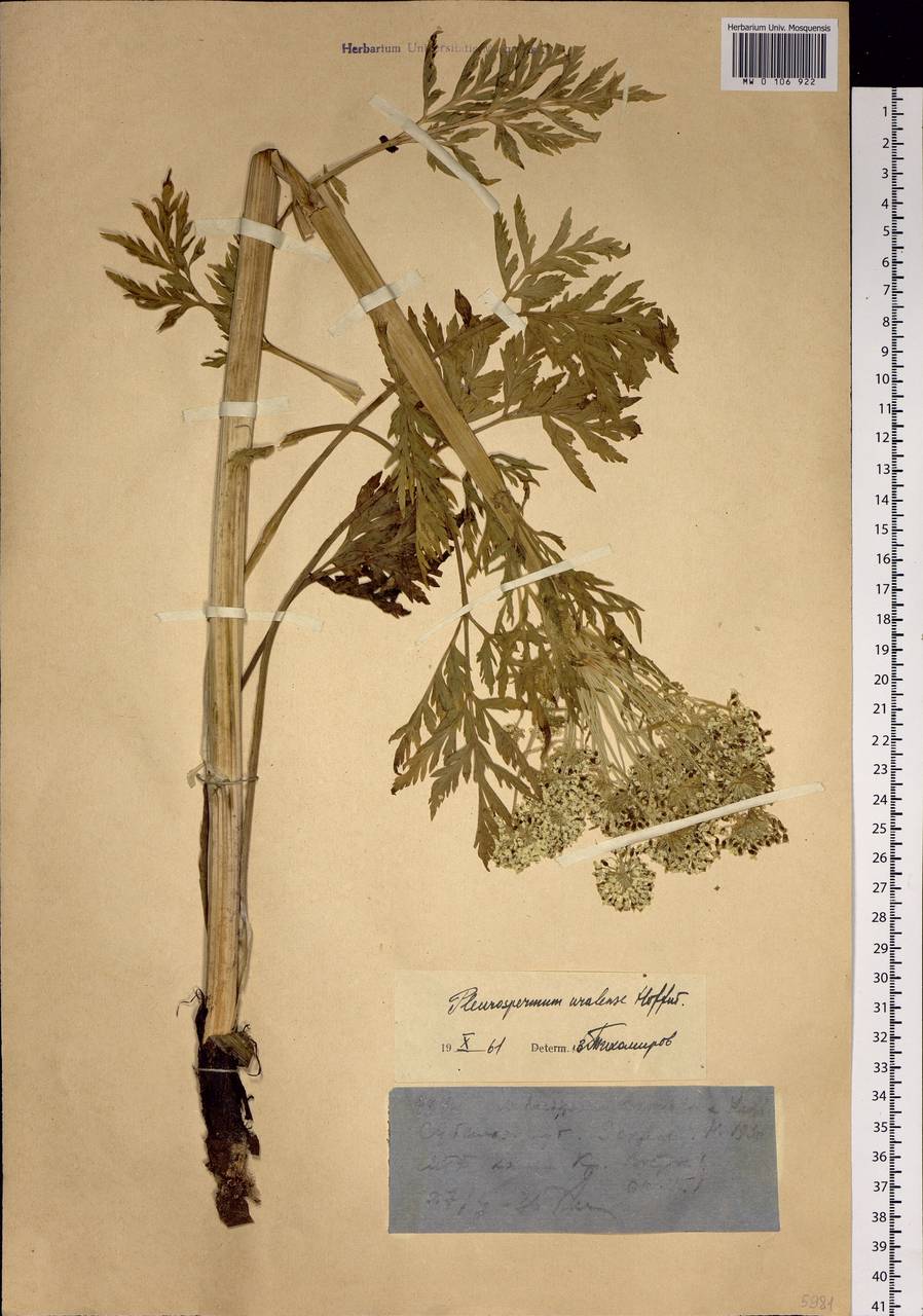 Pleurospermum uralense Hoffm., Siberia, Western (Kazakhstan) Altai Mountains (S2a) (Kazakhstan)