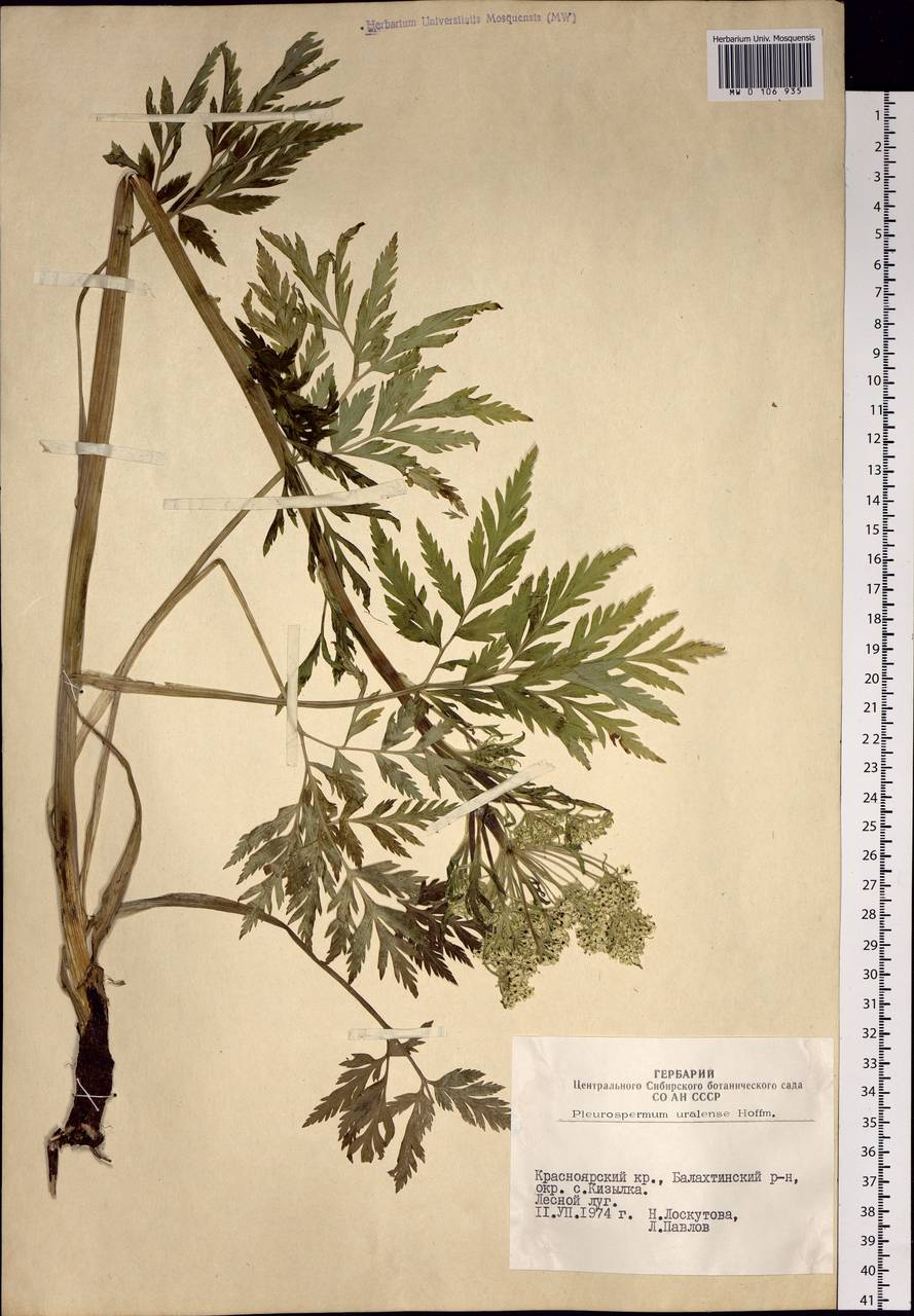 Pleurospermum uralense Hoffm., Siberia, Altai & Sayany Mountains (S2) (Russia)