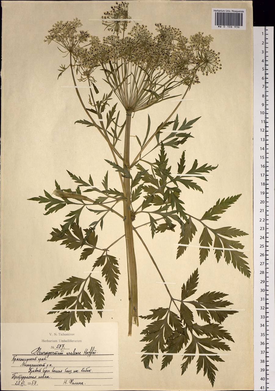 Pleurospermum uralense Hoffm., Siberia, Altai & Sayany Mountains (S2) (Russia)