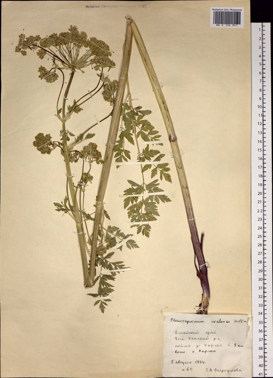 Pleurospermum uralense Hoffm., Siberia, Altai & Sayany Mountains (S2) (Russia)