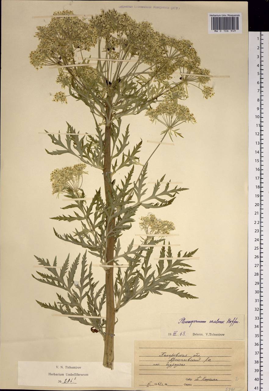 Pleurospermum uralense Hoffm., Siberia, Altai & Sayany Mountains (S2) (Russia)