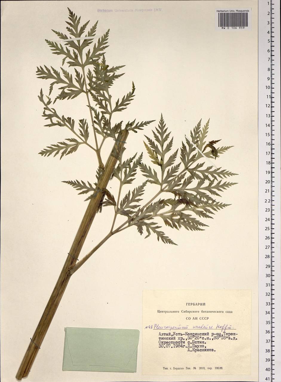 Pleurospermum uralense Hoffm., Siberia, Altai & Sayany Mountains (S2) (Russia)