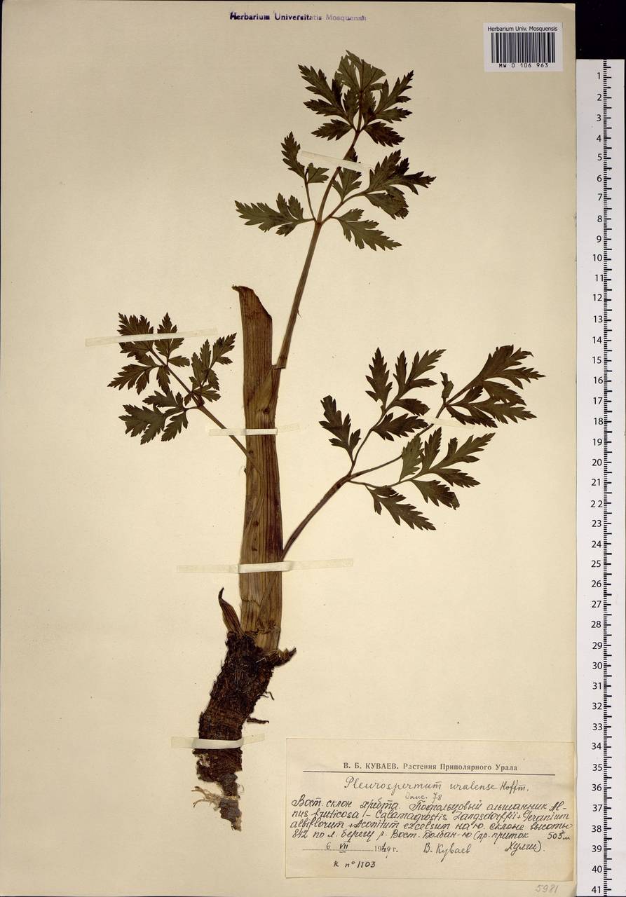 Pleurospermum uralense Hoffm., Siberia, Western Siberia (S1) (Russia)