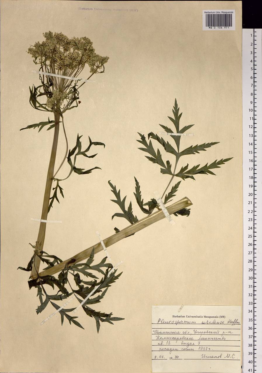 Pleurospermum uralense Hoffm., Siberia, Western Siberia (S1) (Russia)