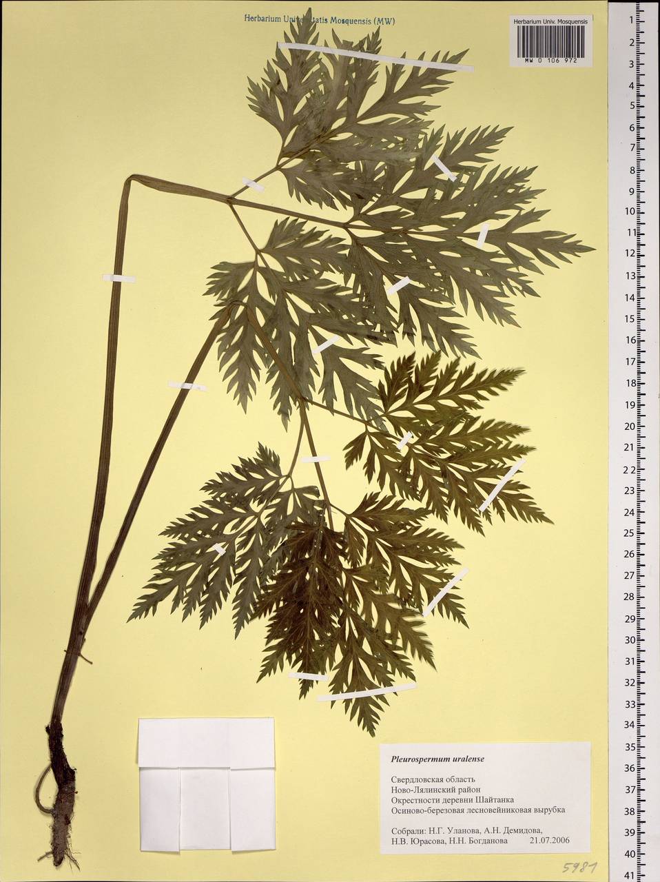 Pleurospermum uralense Hoffm., Eastern Europe, Eastern region (E10) (Russia)