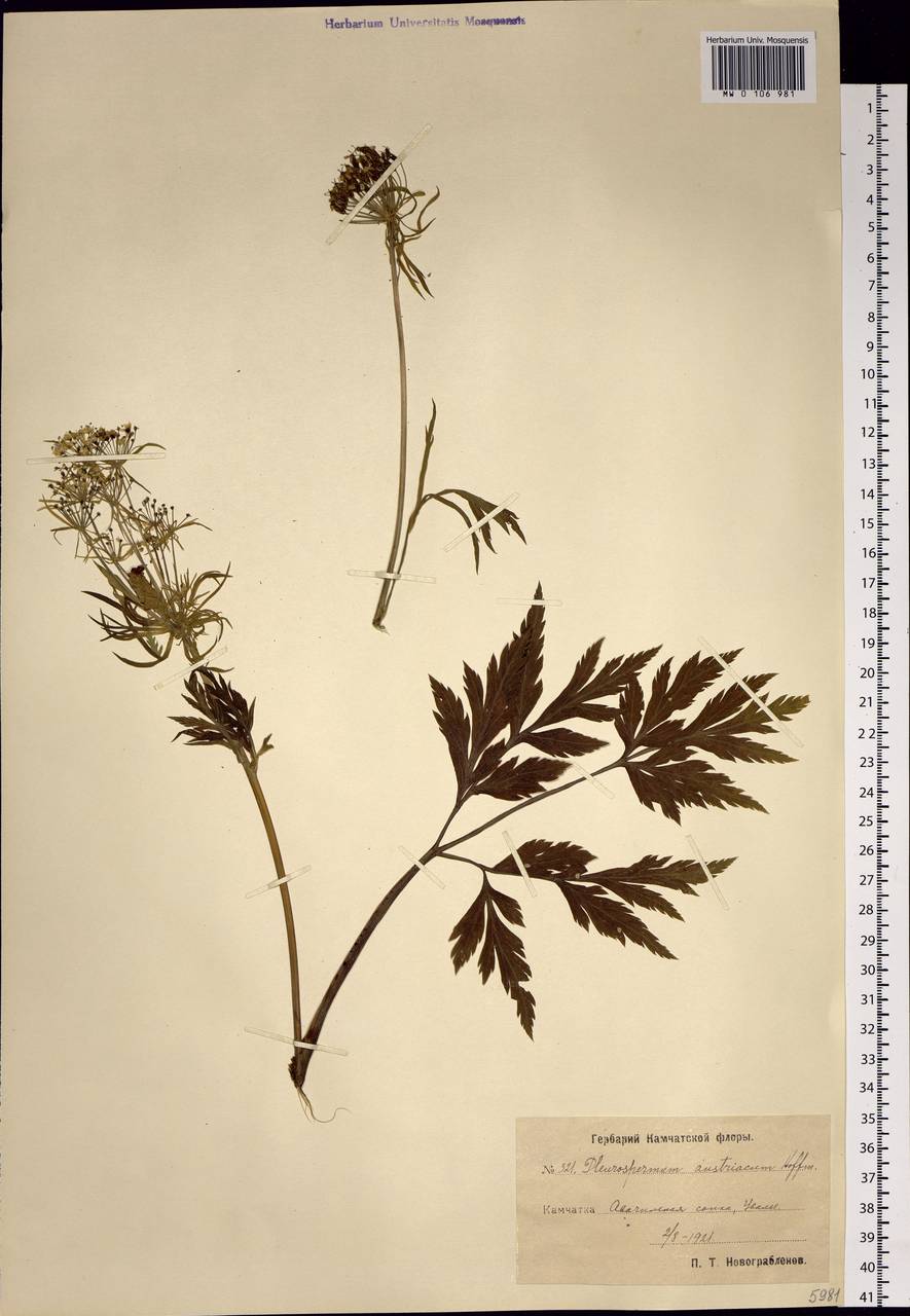 Pleurospermum uralense Hoffm., Siberia, Chukotka & Kamchatka (S7) (Russia)