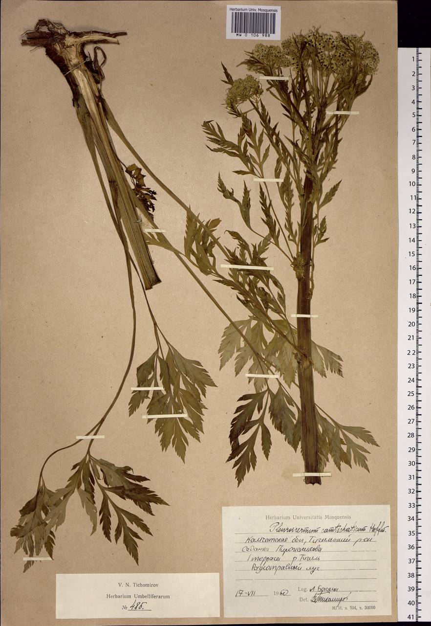 Pleurospermum uralense Hoffm., Siberia, Chukotka & Kamchatka (S7) (Russia)