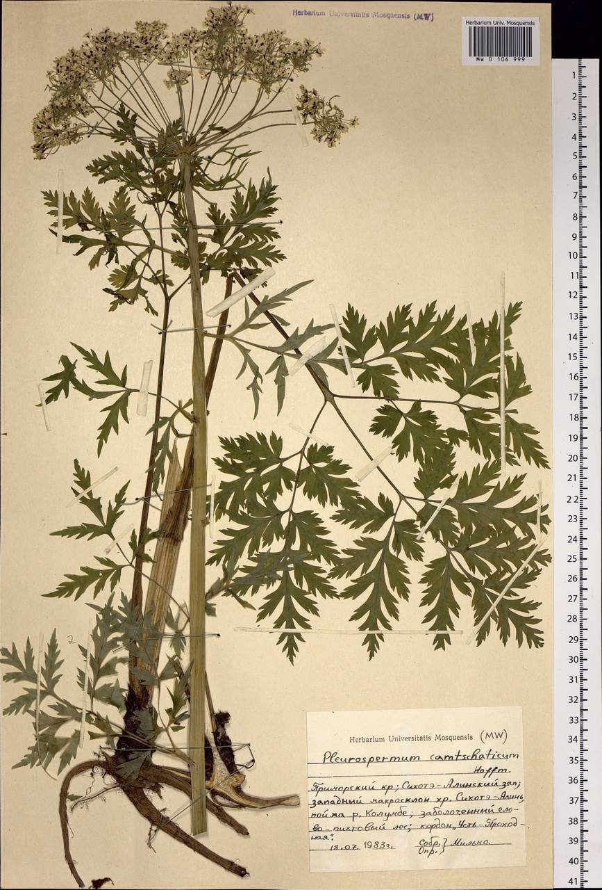 Pleurospermum uralense Hoffm., Siberia, Russian Far East (S6) (Russia)
