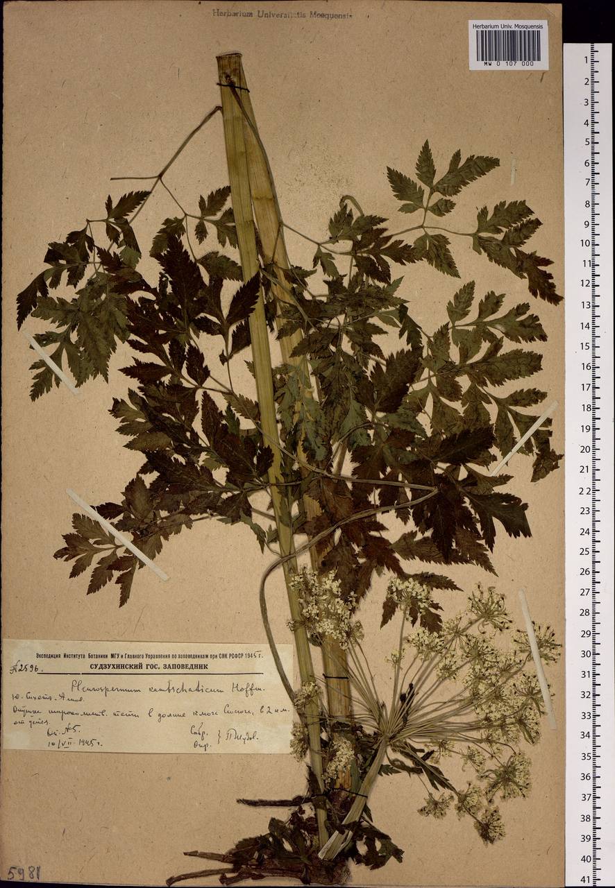 Pleurospermum uralense Hoffm., Siberia, Russian Far East (S6) (Russia)