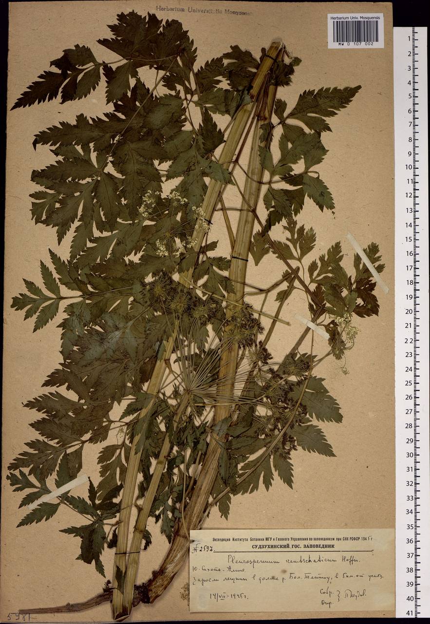 Pleurospermum uralense Hoffm., Siberia, Russian Far East (S6) (Russia)