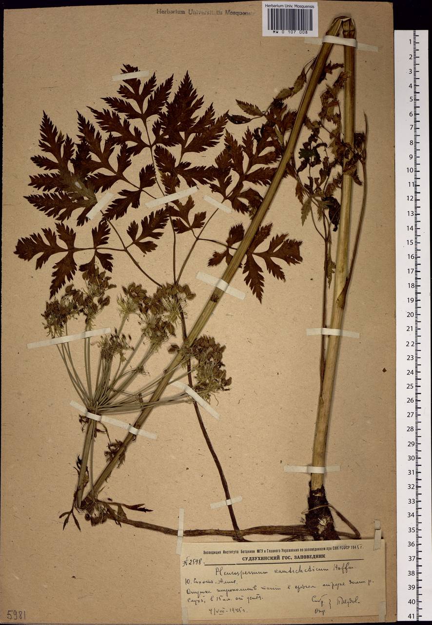 Pleurospermum uralense Hoffm., Siberia, Russian Far East (S6) (Russia)