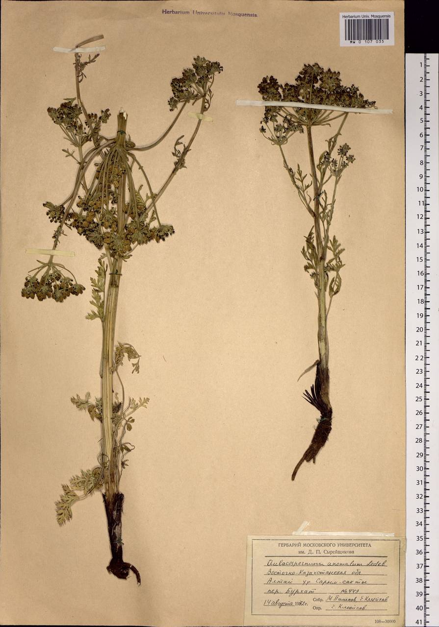 Aulacospermum anomalum (Ledeb.) Ledeb., Siberia, Western (Kazakhstan) Altai Mountains (S2a) (Kazakhstan)