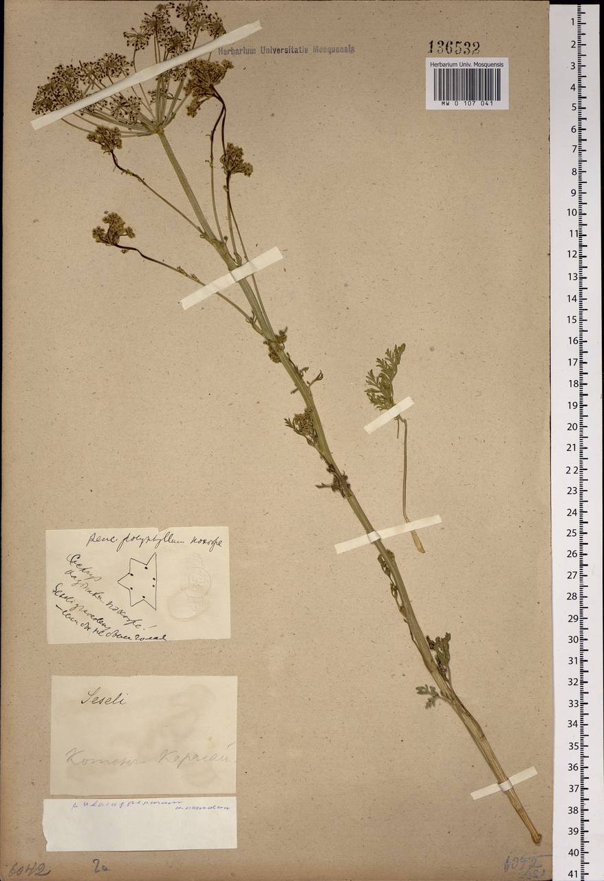 Aulacospermum anomalum (Ledeb.) Ledeb., Siberia, Western (Kazakhstan) Altai Mountains (S2a) (Kazakhstan)