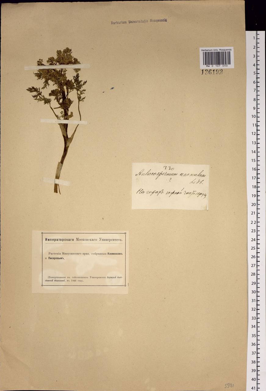 Aulacospermum anomalum (Ledeb.) Ledeb., Siberia, Altai & Sayany Mountains (S2) (Russia)