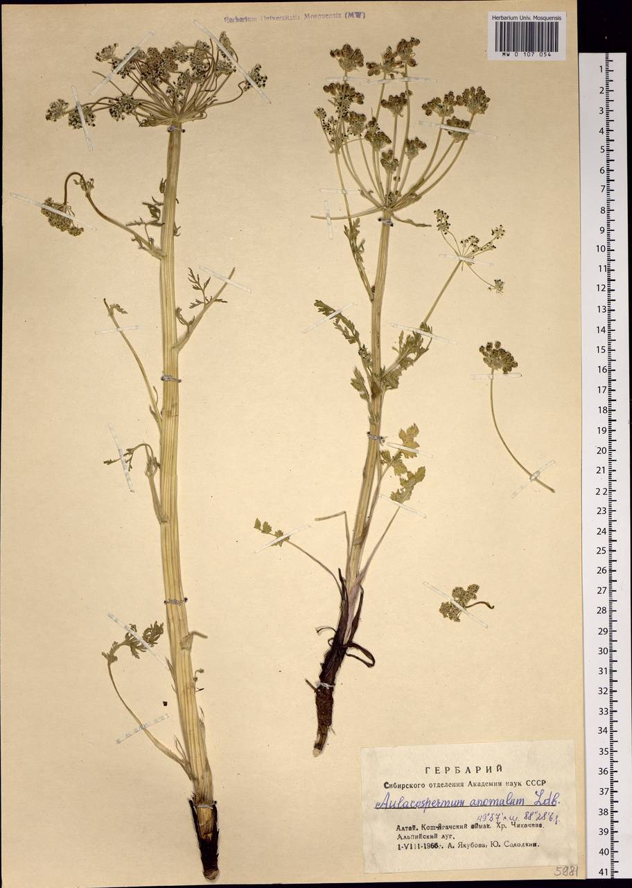 Aulacospermum anomalum (Ledeb.) Ledeb., Siberia, Altai & Sayany Mountains (S2) (Russia)