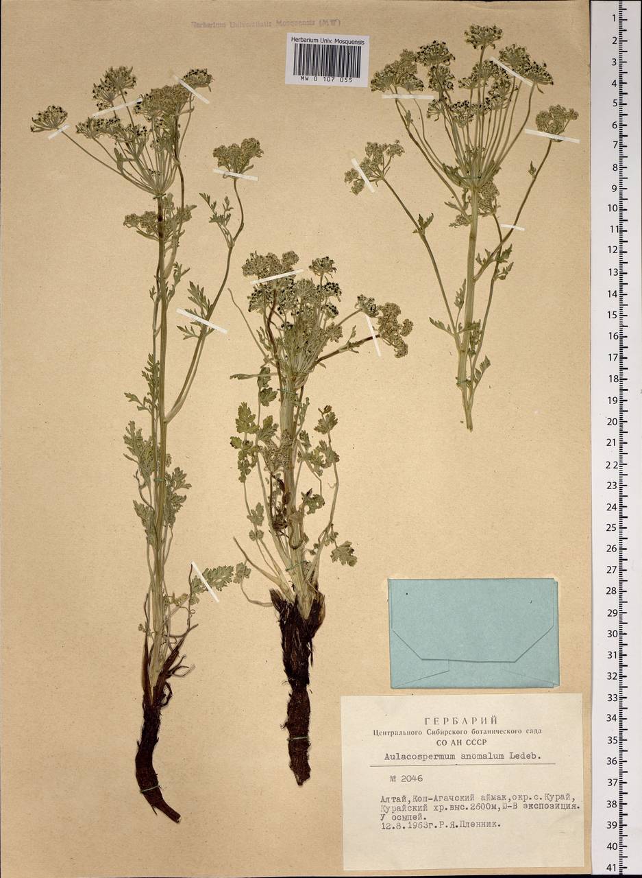 Aulacospermum anomalum (Ledeb.) Ledeb., Siberia, Altai & Sayany Mountains (S2) (Russia)