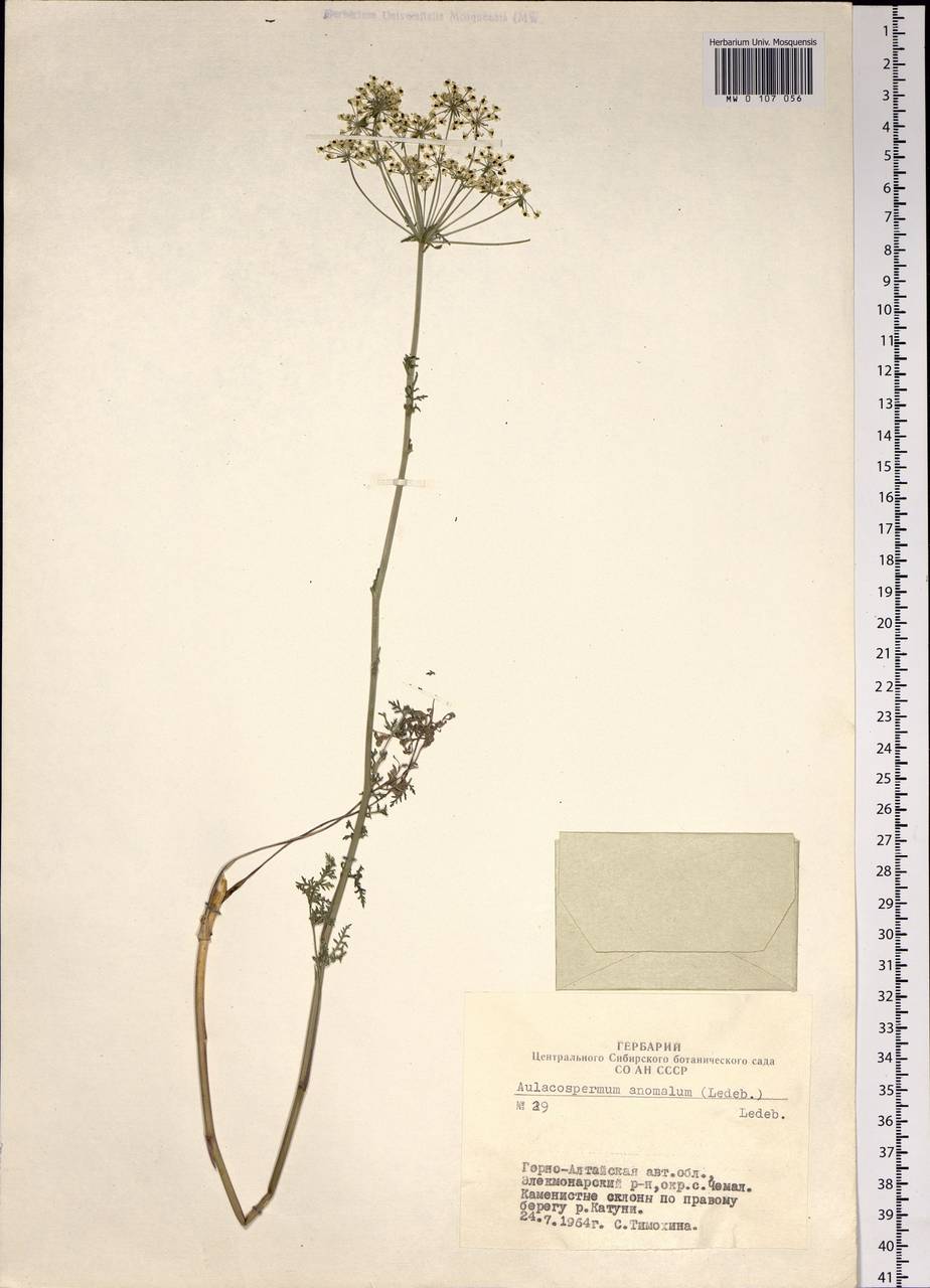 Aulacospermum anomalum (Ledeb.) Ledeb., Siberia, Altai & Sayany Mountains (S2) (Russia)