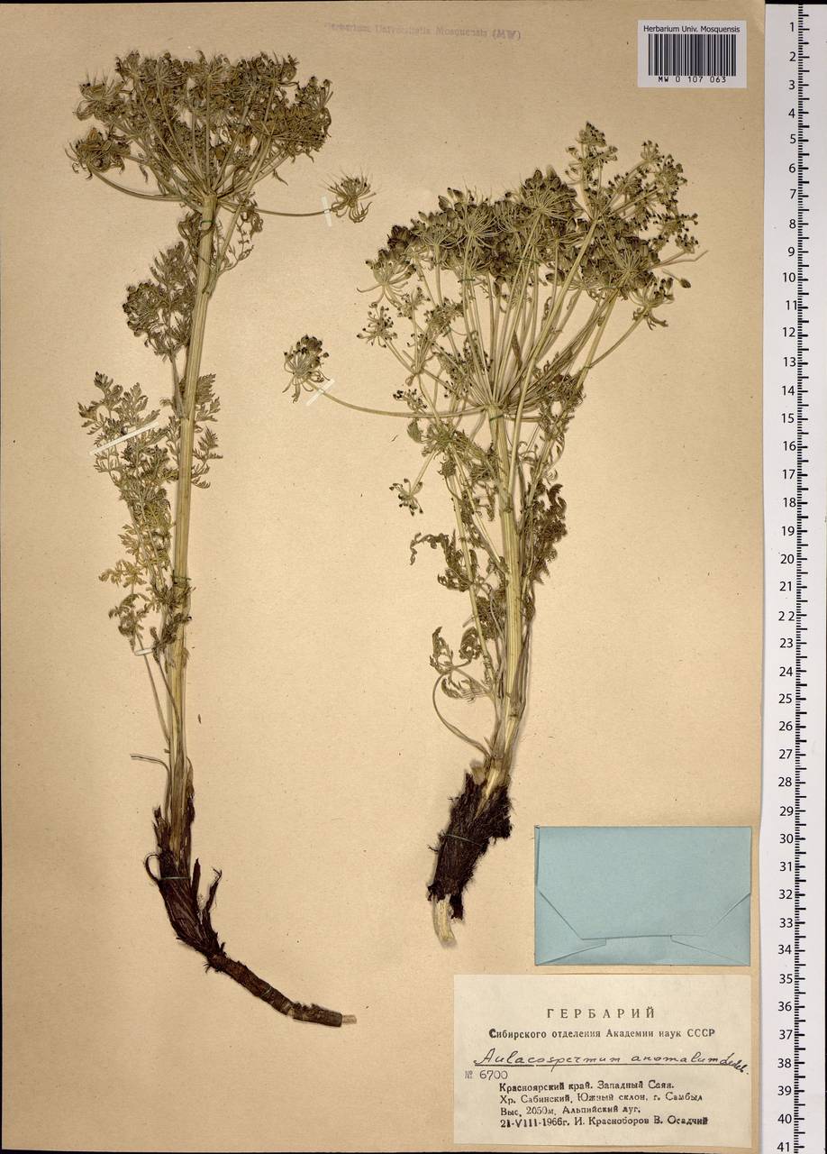 Aulacospermum anomalum (Ledeb.) Ledeb., Siberia, Altai & Sayany Mountains (S2) (Russia)