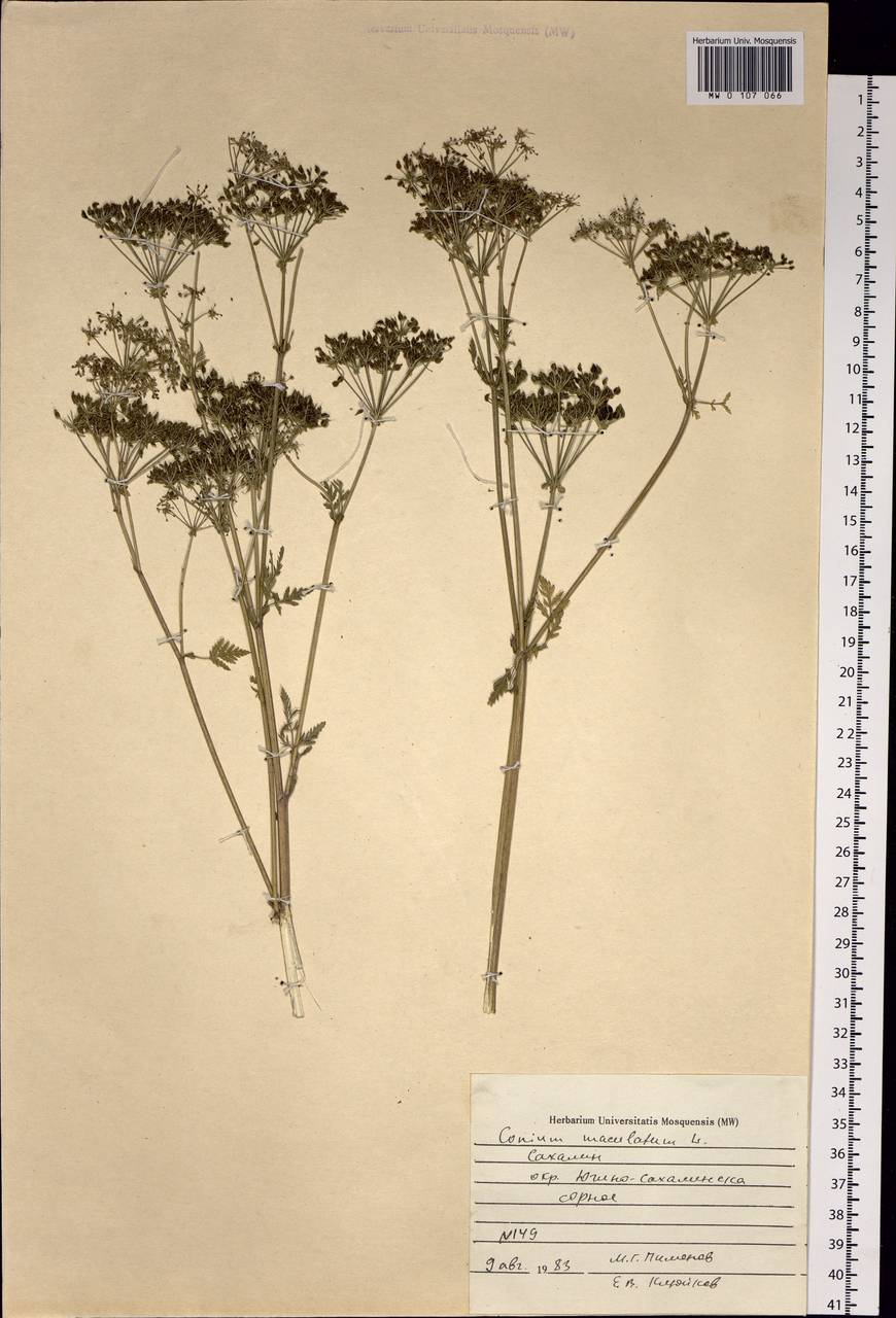 Conium maculatum L., Siberia, Russian Far East (S6) (Russia)