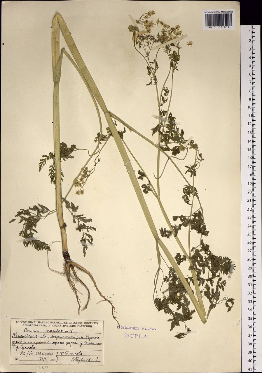 Conium maculatum L., Siberia, Altai & Sayany Mountains (S2) (Russia)
