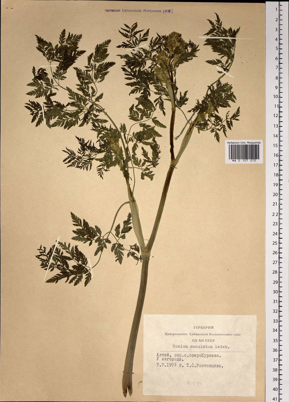 Conium maculatum L., Siberia, Altai & Sayany Mountains (S2) (Russia)