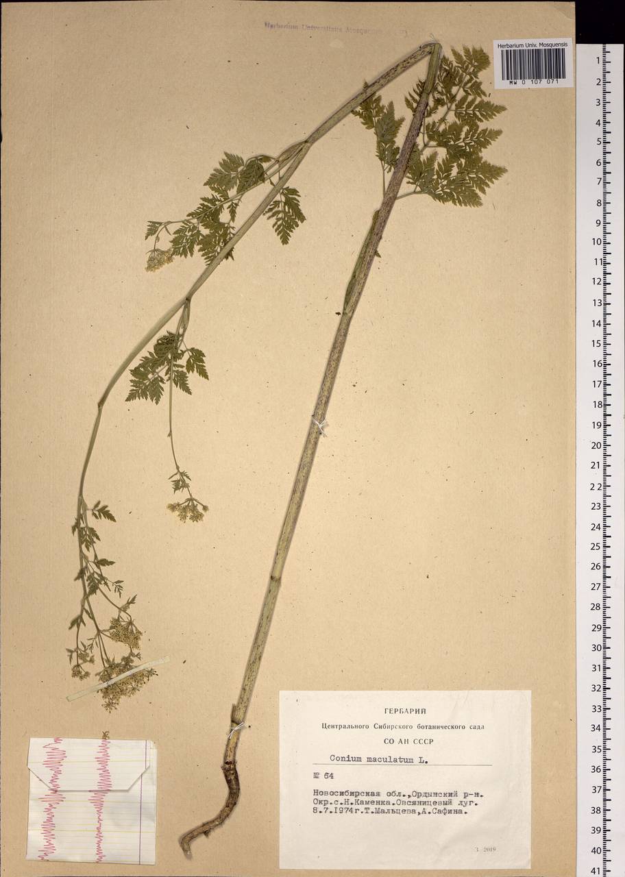 Conium maculatum L., Siberia, Western Siberia (S1) (Russia)