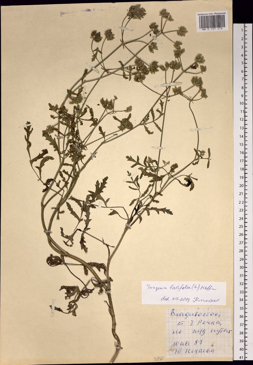 Turgenia latifolia (L.) Hoffm., Siberia, Russian Far East (S6) (Russia)