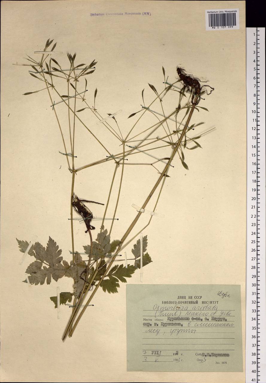 Osmorhiza aristata (Thunb.) Rydb., Siberia, Russian Far East (S6) (Russia)