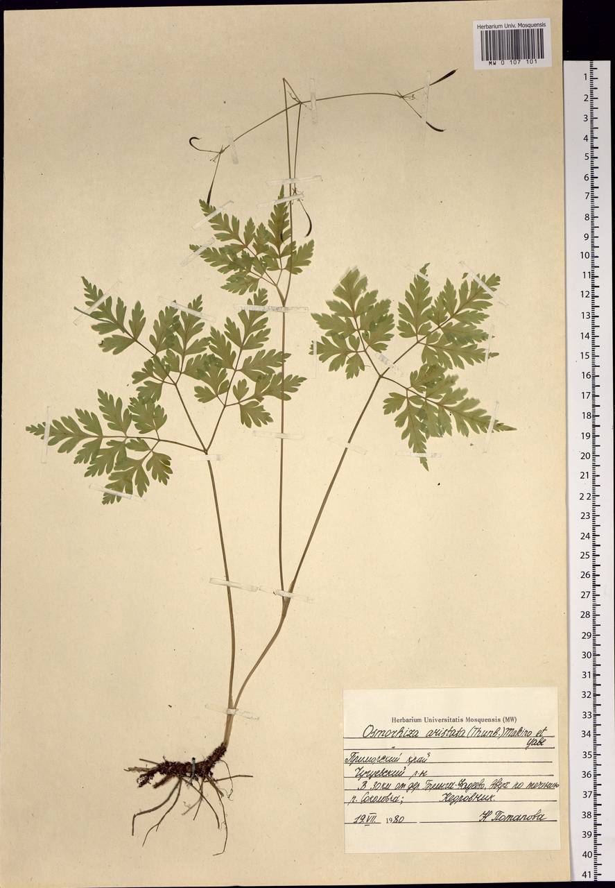 Osmorhiza aristata (Thunb.) Rydb., Siberia, Russian Far East (S6) (Russia)