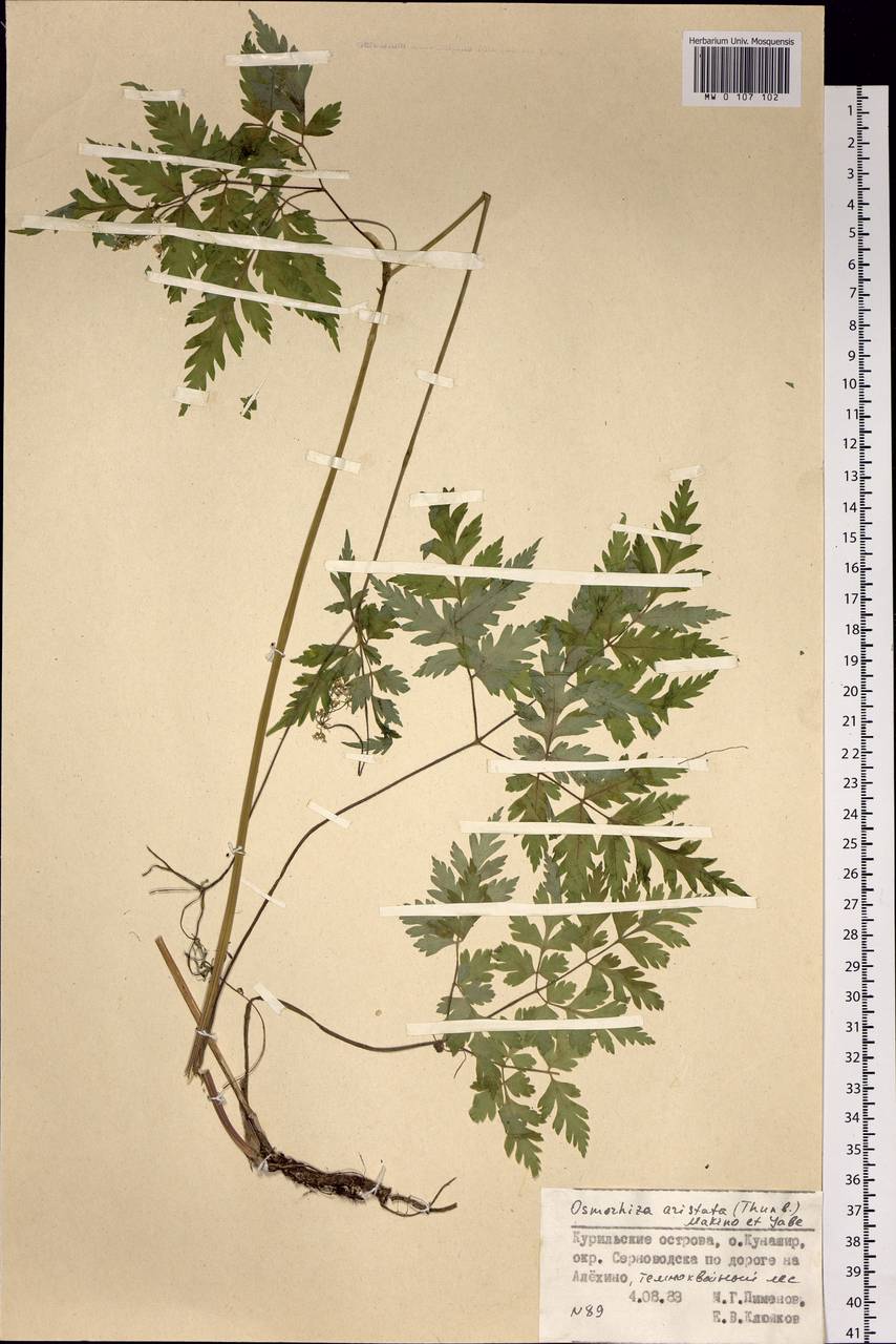 Osmorhiza aristata (Thunb.) Rydb., Siberia, Russian Far East (S6) (Russia)