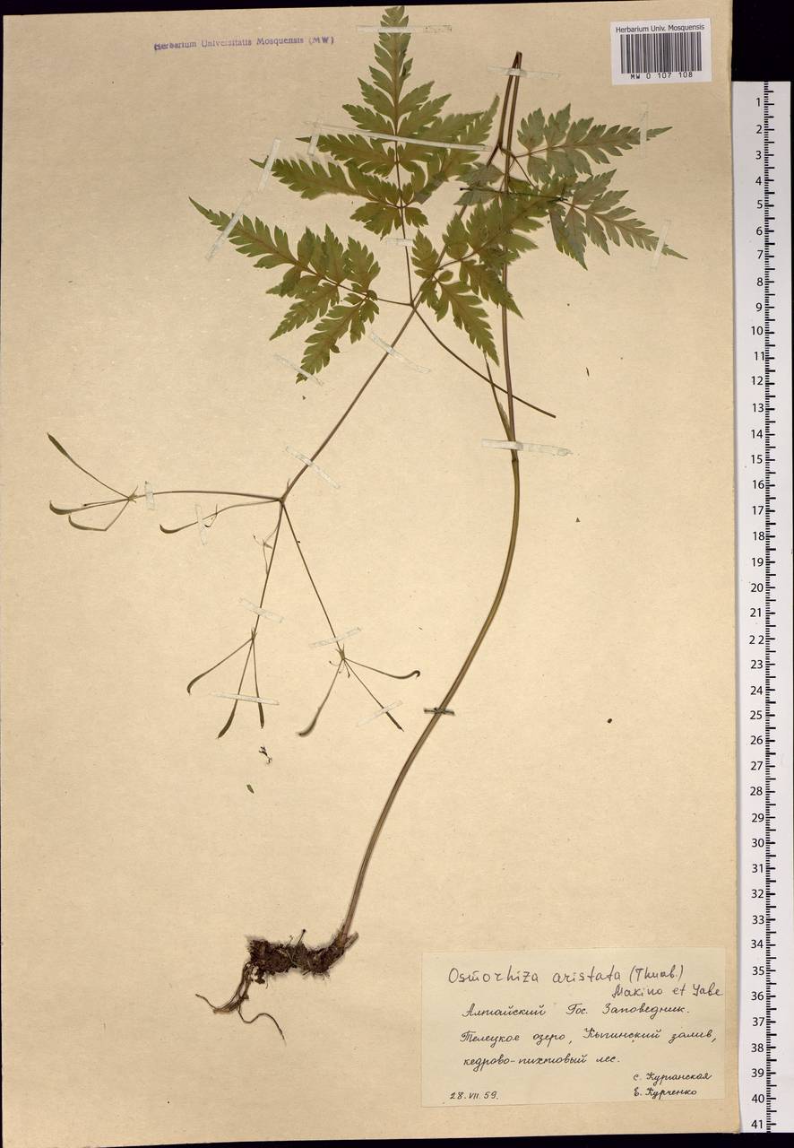 Osmorhiza aristata (Thunb.) Rydb., Siberia, Altai & Sayany Mountains (S2) (Russia)
