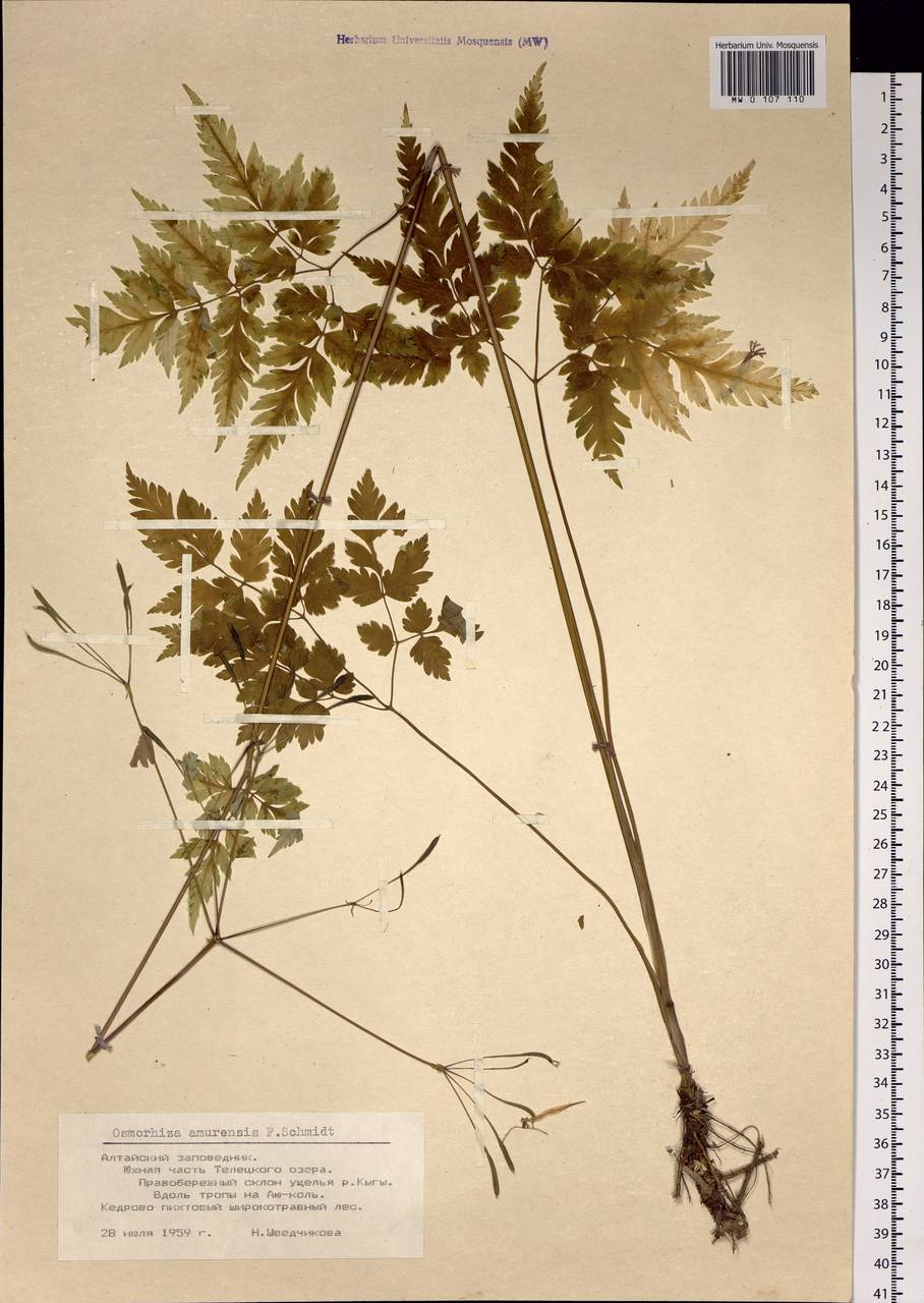 Osmorhiza aristata (Thunb.) Rydb., Siberia, Altai & Sayany Mountains (S2) (Russia)