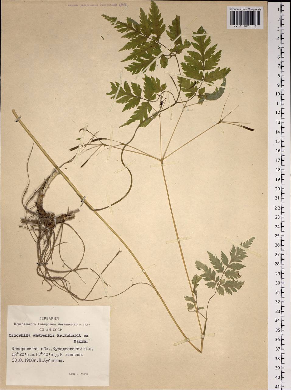 Osmorhiza aristata (Thunb.) Rydb., Siberia, Altai & Sayany Mountains (S2) (Russia)