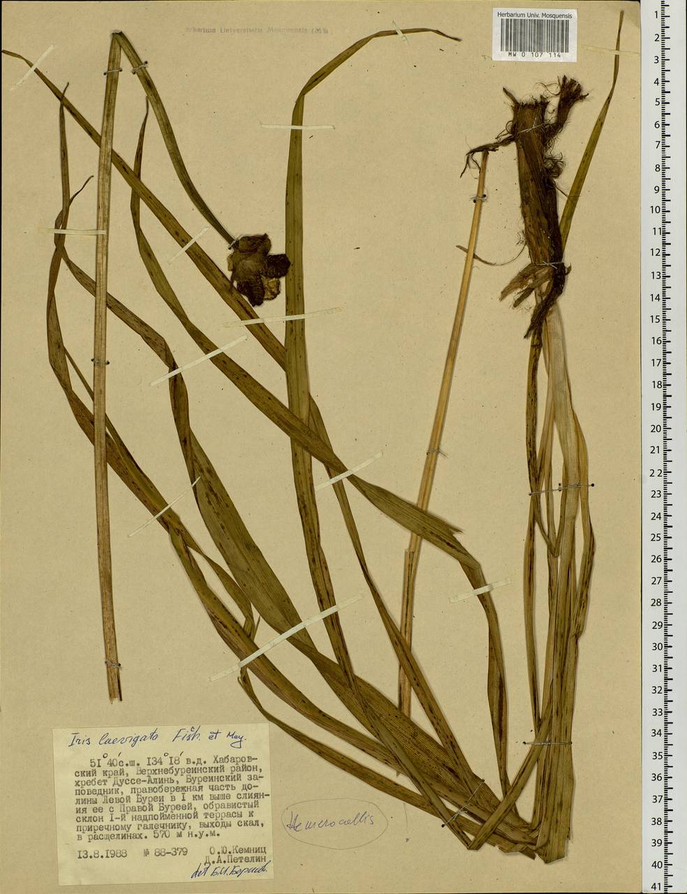 Hemerocallis, Siberia, Russian Far East (S6) (Russia)