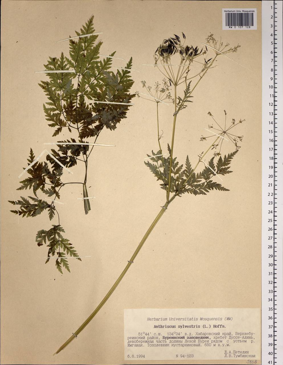 Anthriscus sylvestris (L.) Hoffm., Siberia, Russian Far East (S6) (Russia)