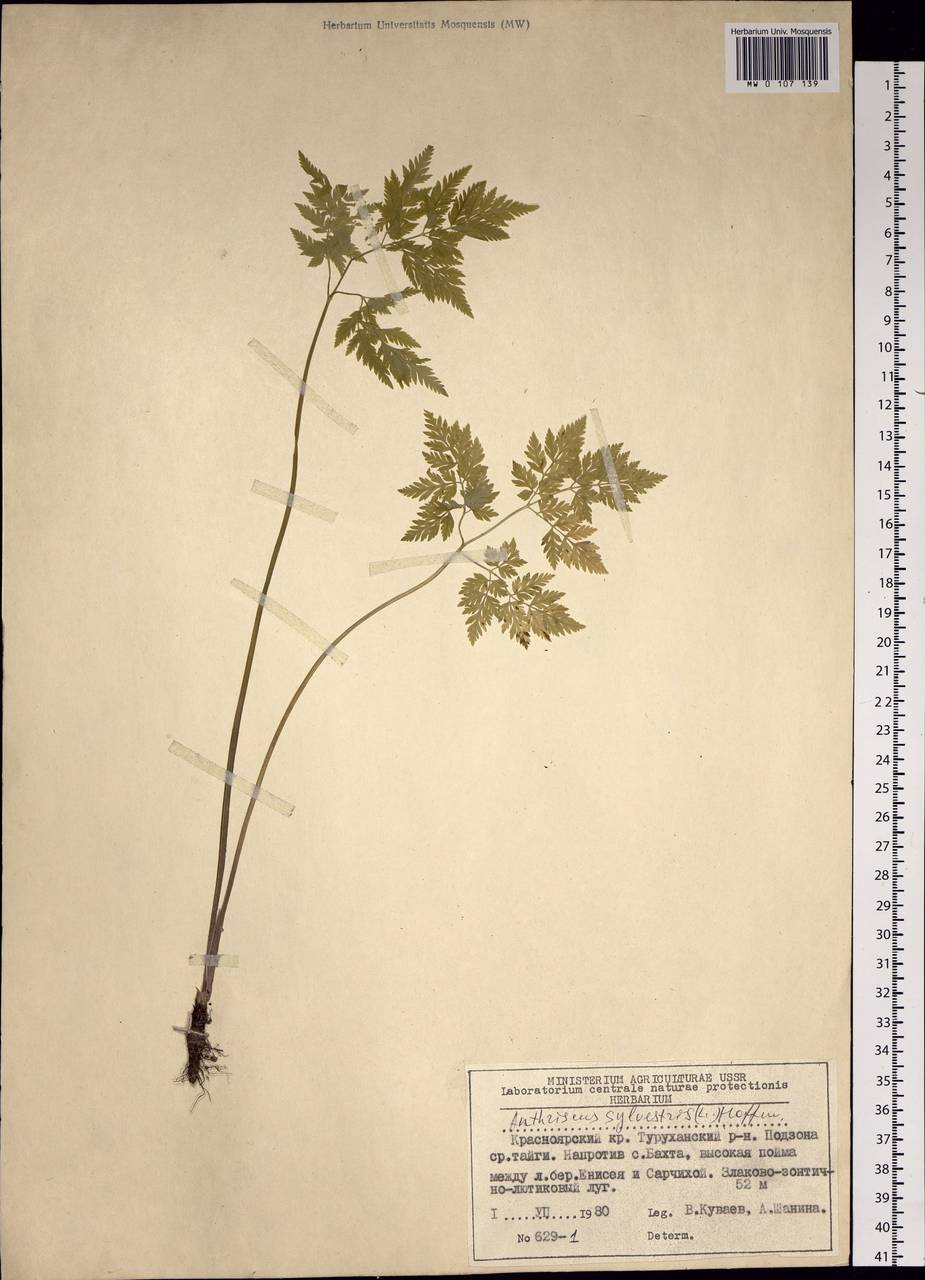 Anthriscus sylvestris (L.) Hoffm., Siberia, Central Siberia (S3) (Russia)