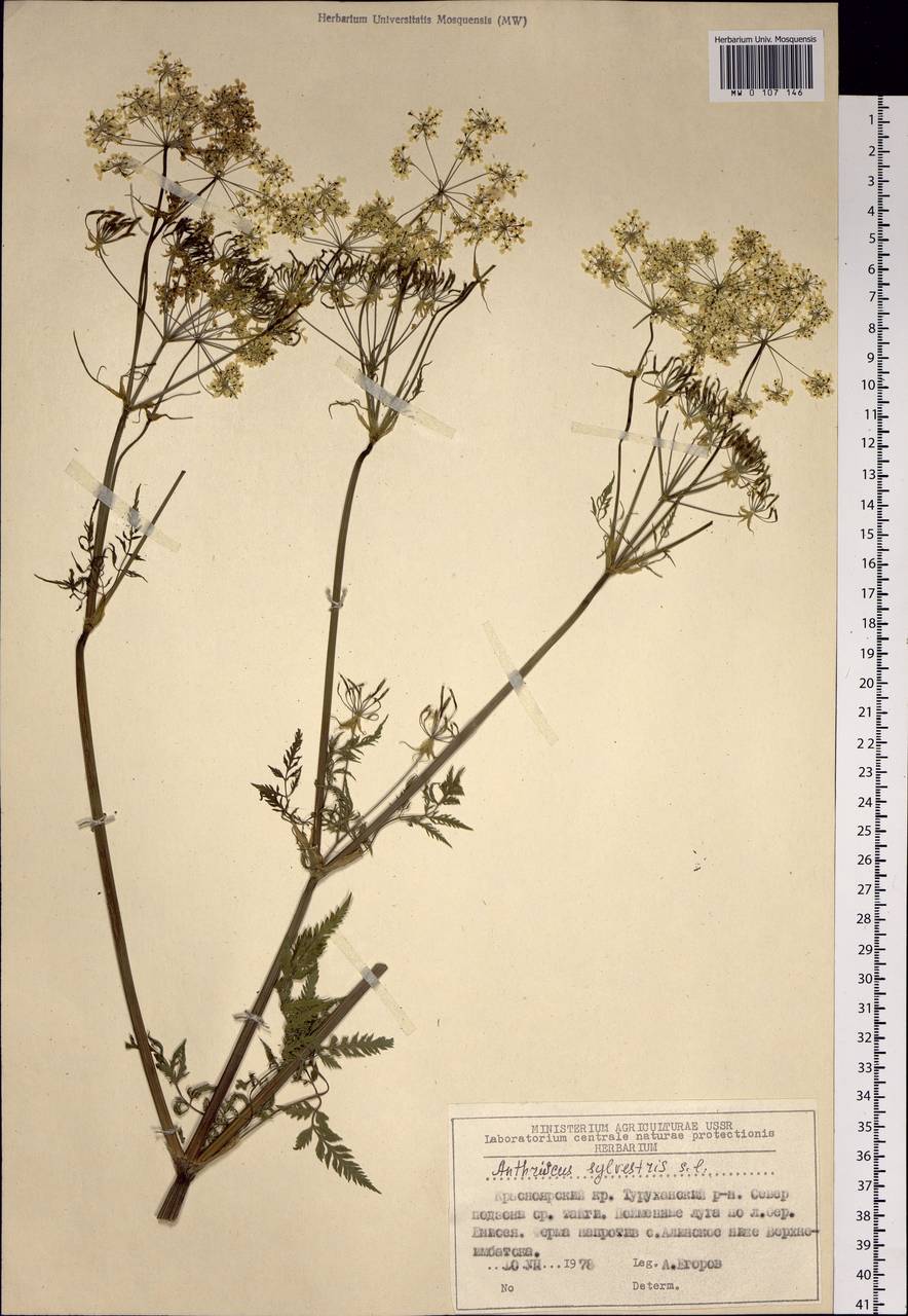 Anthriscus sylvestris (L.) Hoffm., Siberia, Central Siberia (S3) (Russia)